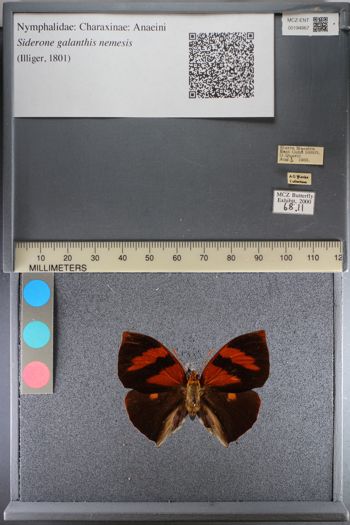 Media type: image;   Entomology 194867